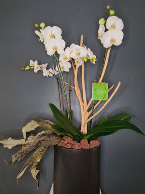 Orquídea viva Cuádruple decorada con follajes naturales