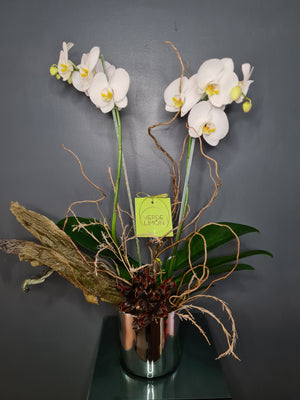 Orquídea viva doble decorada con follajes naturales